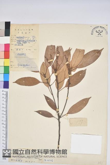 菱果石櫟藏品圖，第1張