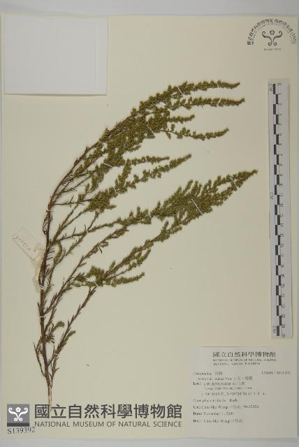 牡蒿藏品圖，第1張