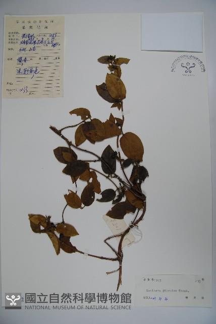 忍冬、金銀花藏品圖，第1張