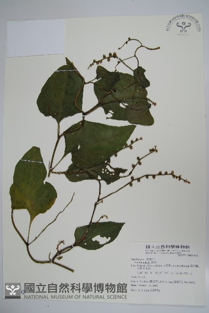 落葵藏品圖，第1張