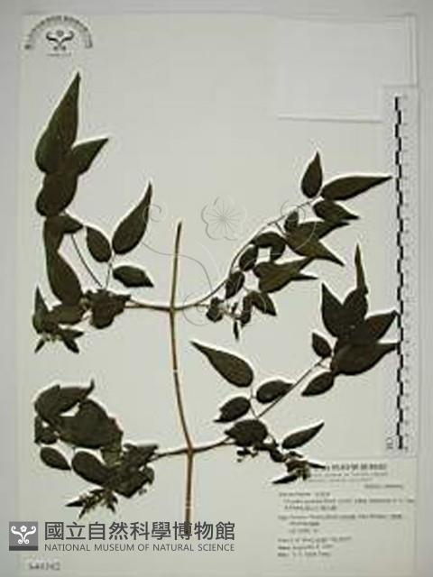 梨山小蓑衣藤藏品圖，第1張