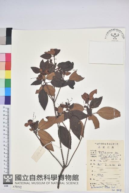 腺萼馬銀花藏品圖，第1張