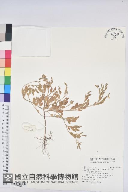 假葉下珠藏品圖，第1張