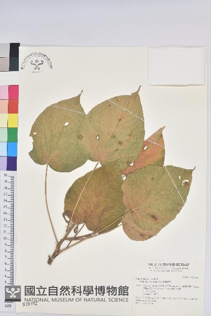 紅頭鐵莧、蘭嶼鐵莧藏品圖，第1張