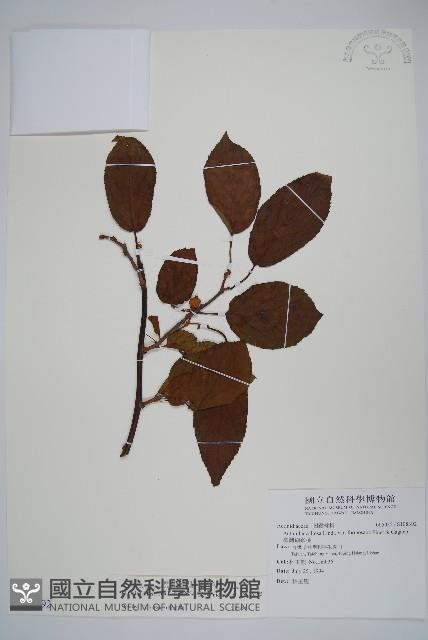 硬齒獼猴桃藏品圖，第1張