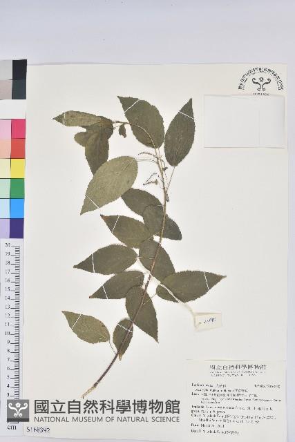 Accession Number:S168392 Collection Image