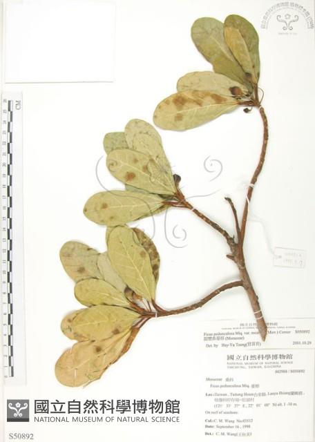 鵝鑾鼻蔓榕藏品圖，第1張