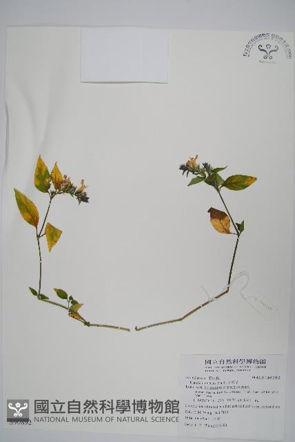 明萼草藏品圖，第1張