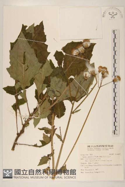 黃花三七草藏品圖，第1張