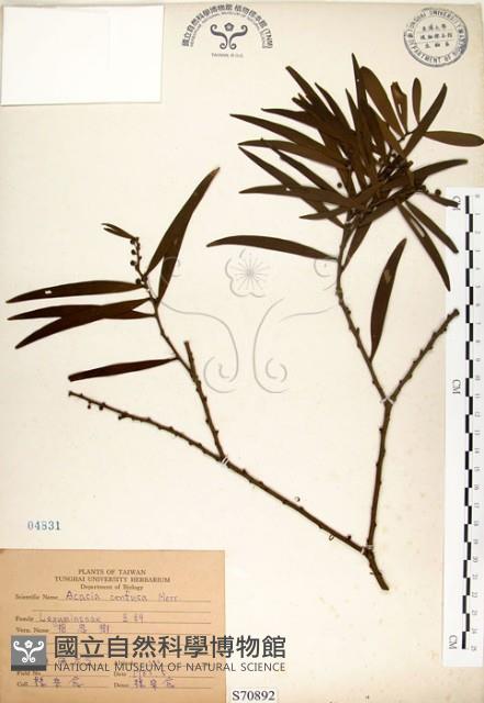 相思樹藏品圖，第1張