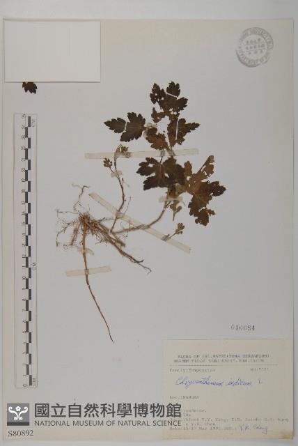 油菊藏品圖，第1張