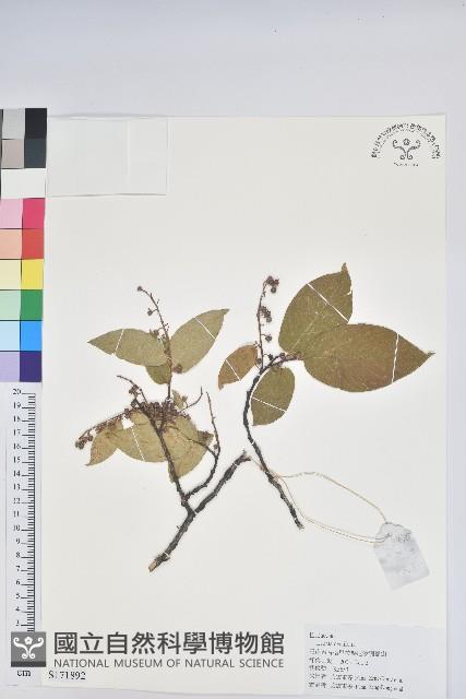 南燭藏品圖，第1張