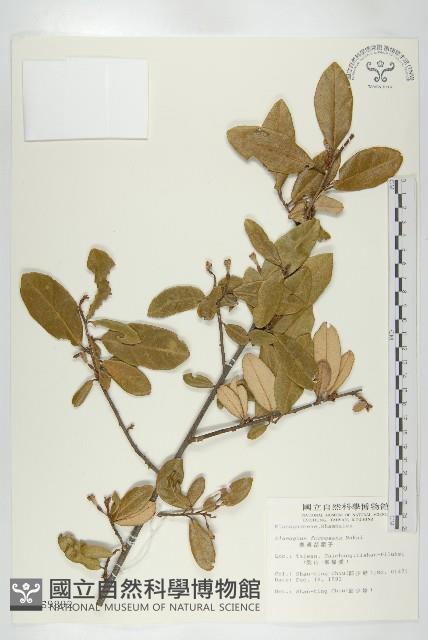 臺灣胡頹子藏品圖，第1張