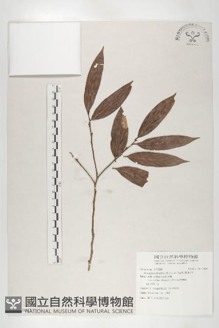 軟毛柿藏品圖，第1張