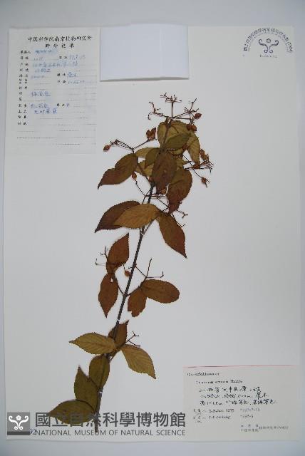 松田氏莢迷、宜昌莢迷藏品圖，第1張