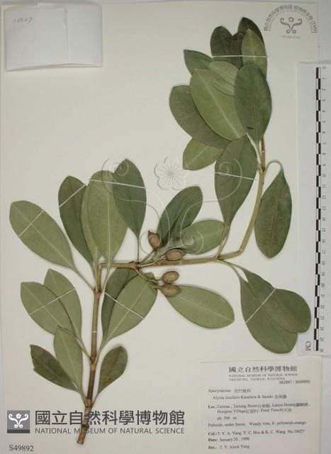 蘭嶼念珠藤藏品圖，第1張