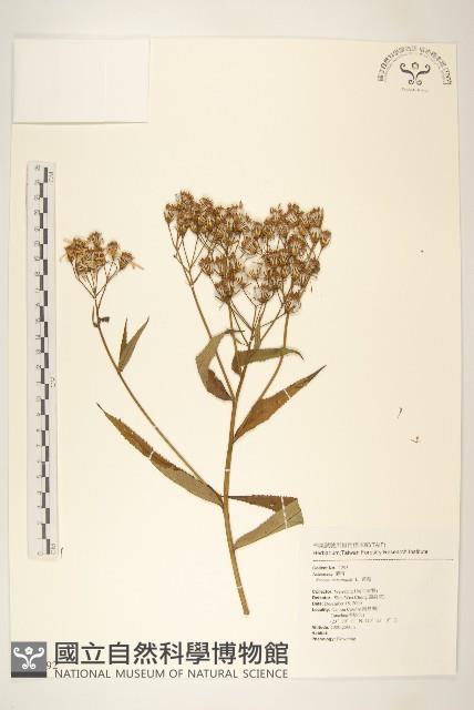 黃菀藏品圖，第1張