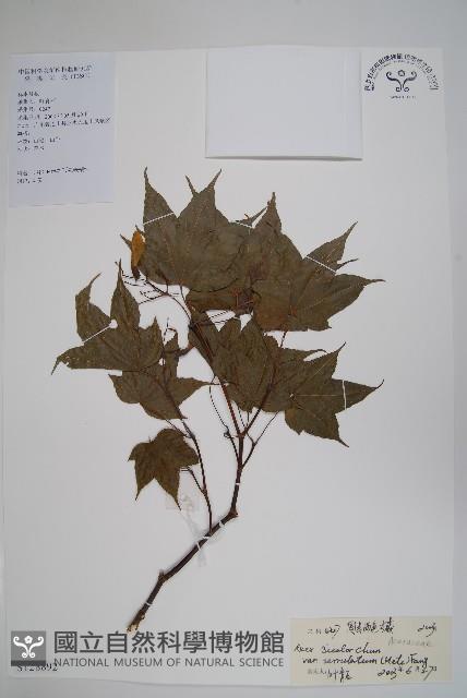 登錄號:S128892藏品圖，第1張