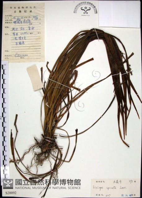 麥門冬藏品圖，第1張