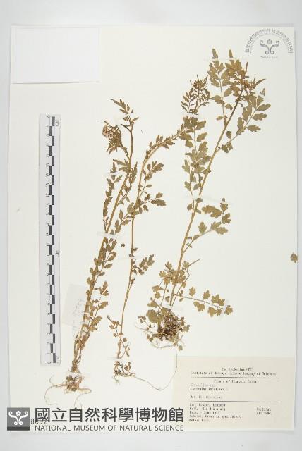 水花菜藏品圖，第1張