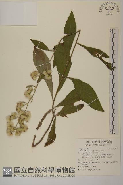 艾納香藏品圖，第1張