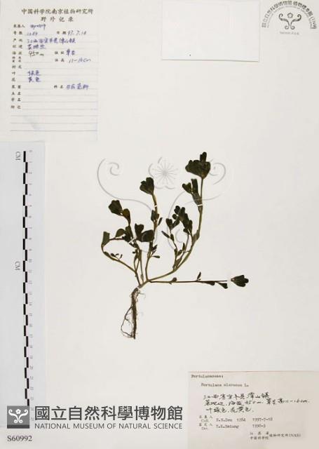 馬齒莧藏品圖，第1張