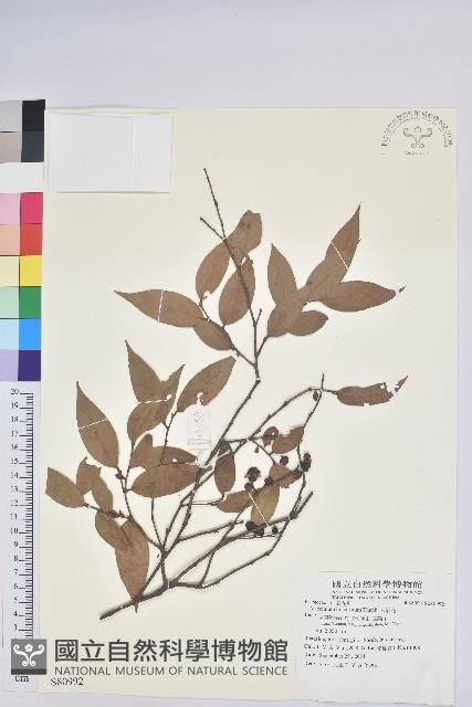 米飯花藏品圖，第1張