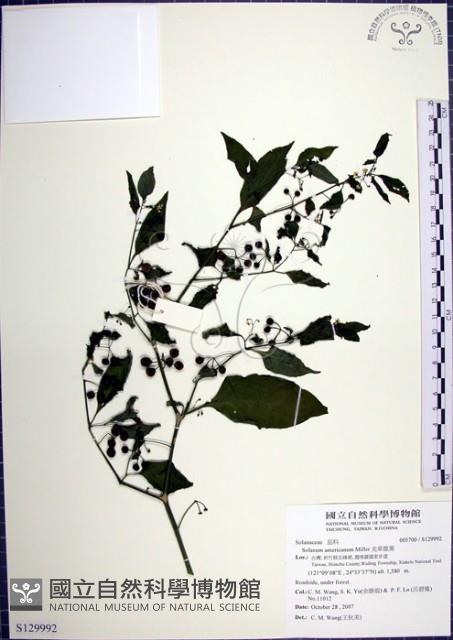 光果龍葵藏品圖，第1張