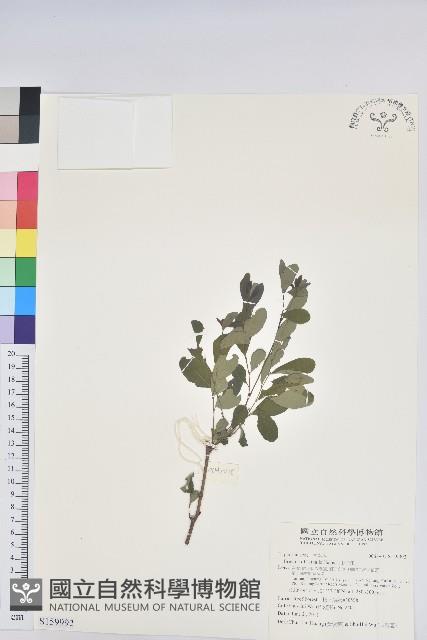 紅仔珠藏品圖，第1張