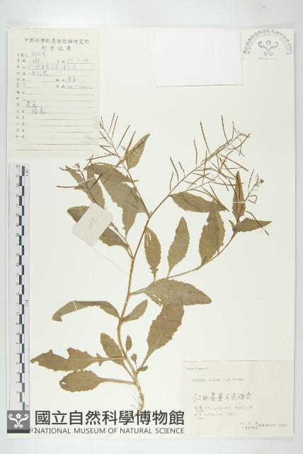 葶藶藏品圖，第1張