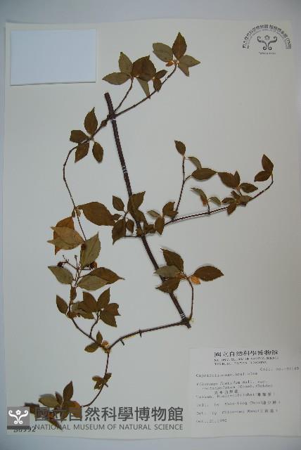 狹葉莢迷藏品圖，第1張