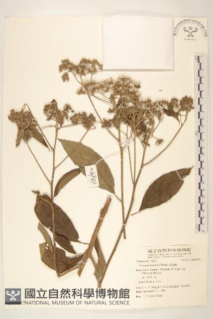 斑鳩菊藏品圖，第1張