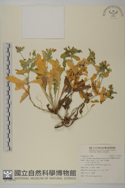 細葉假黃鵪菜藏品圖，第1張