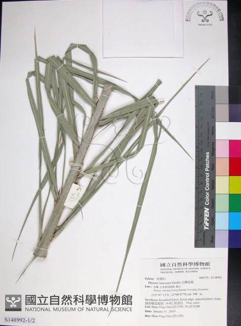 台灣海棗藏品圖，第1張