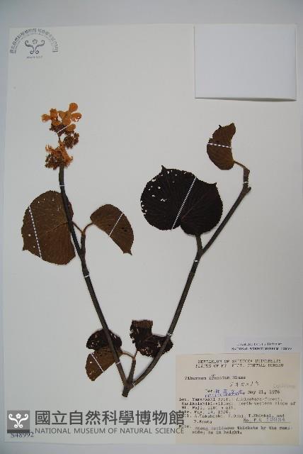 假繡球藏品圖，第1張