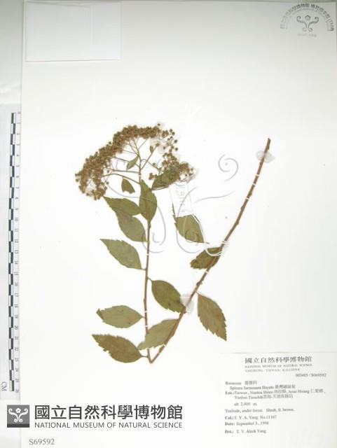 臺灣繡線菊藏品圖，第1張