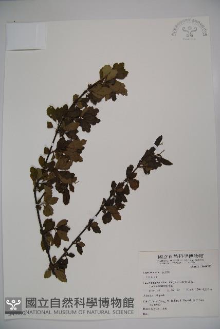 登錄號:S049592藏品圖，第1張