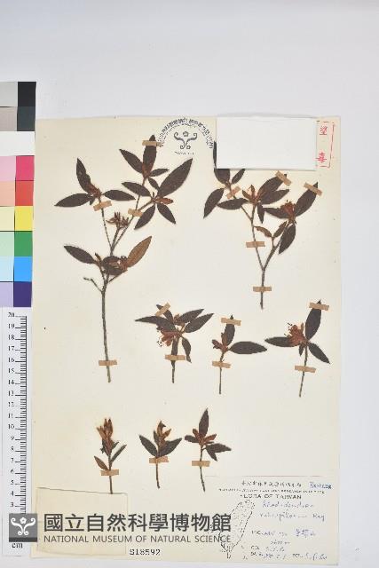 紅毛杜鵑藏品圖，第1張