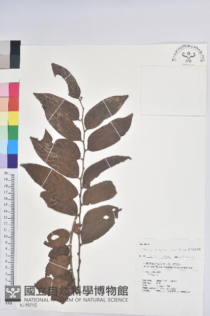 菲律賓饅頭果藏品圖，第1張