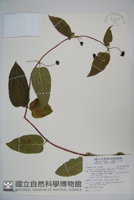 阿里山忍冬、漸尖葉忍冬藏品圖，第1張