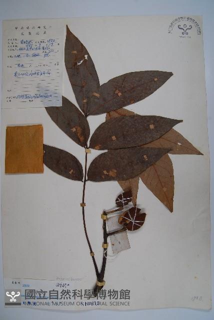 鐘萼木藏品圖，第1張