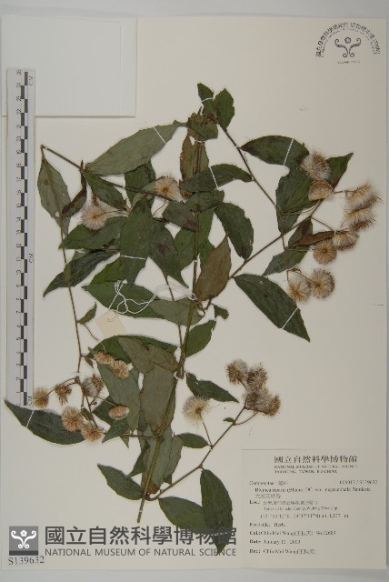 大頭艾納香藏品圖，第1張