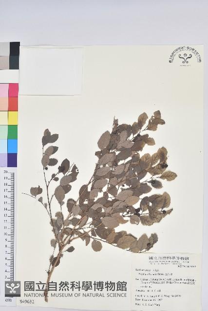 紅仔珠藏品圖，第1張