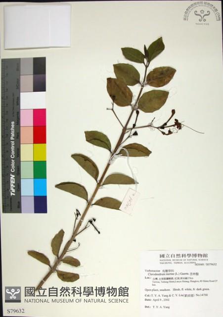 苦林盤藏品圖，第1張