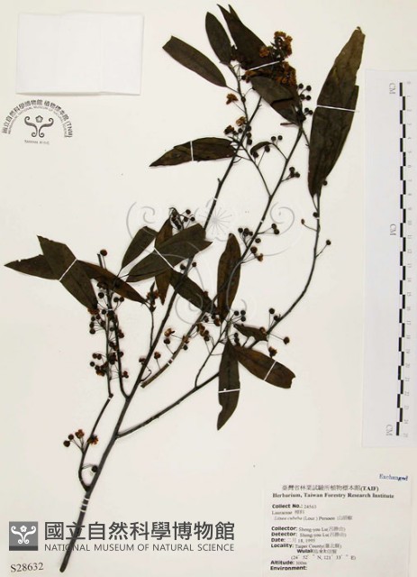 山胡椒藏品圖，第1張