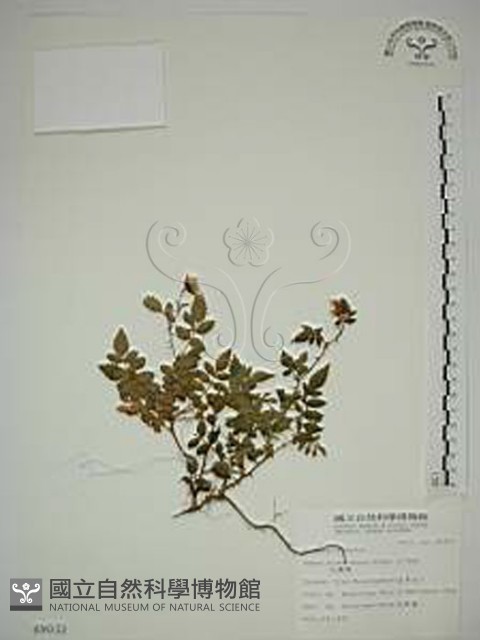 臺灣莓藏品圖，第1張