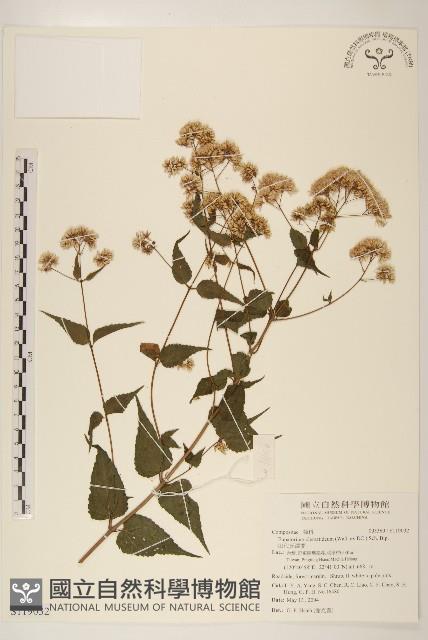 田代氏澤蘭藏品圖，第1張