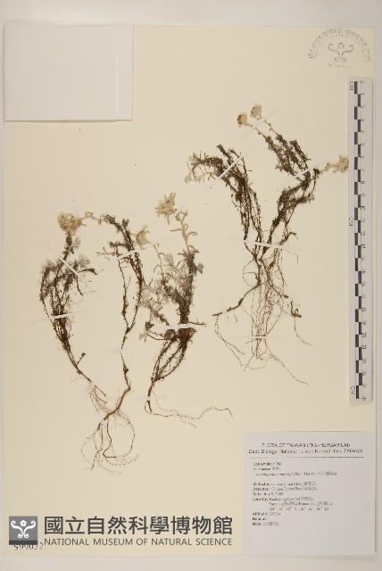 玉山薄雪草藏品圖，第1張