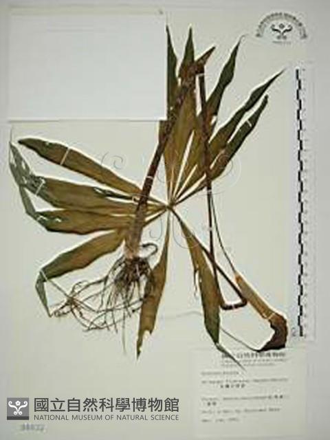 臺灣天南星藏品圖，第1張