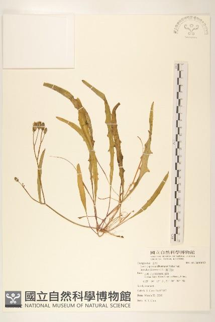 剪刀股藏品圖，第1張